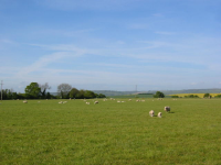 Lambs at Cross Farm