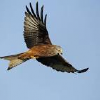 Image of a Red Kite