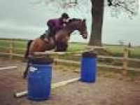 Horses for Sale in Admaston, Telford | Friday-Ad