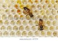 Honey Bee Apis mellifera bees