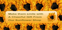 Sunflower Delivery | Taunton