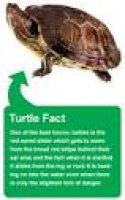 Turtle fact. Supa Aquatic