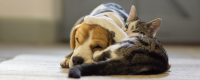 Dog & cat insurance