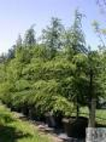 Red Robin Evergreen Tree | Nursery | Pinterest | Evergreen trees ...
