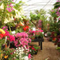 The Exotic Garden Company, Aldeburgh | Garden Centres - Yell