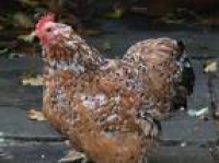 Bantam chickens, Poultry and ...