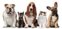 Home | Veterinary Clinic | Leiston | Leiston Veterinary Clinic Ltd