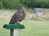 Suffolk Owl Sanctuary: Buzard