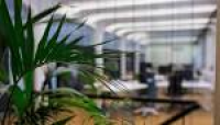 Office plants maintenance | Plantscapes Local | Office Plants