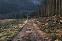 Forestry Clearance