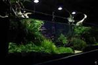 Amazonian planted aquarium