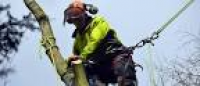 Bawden Tree Care | About | Wiltshire Tree Surgeons
