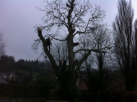 then Hawes Arborists can