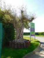 Olive Grove Oundle | Olive Tree & Mediterranean Plant Specialists
